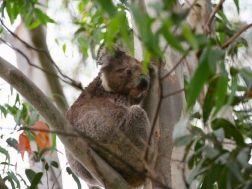 how-much-can-a-koala-bear